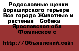 Родословные щенки йоркширского терьера - Все города Животные и растения » Собаки   . Ярославская обл.,Фоминское с.